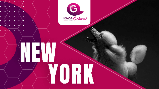 Cursos de peluquería canina en New York | Estados Unidos 
