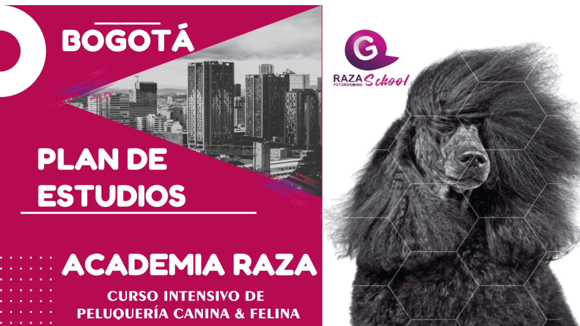 Curso de Peluquería Canina en Bogotá