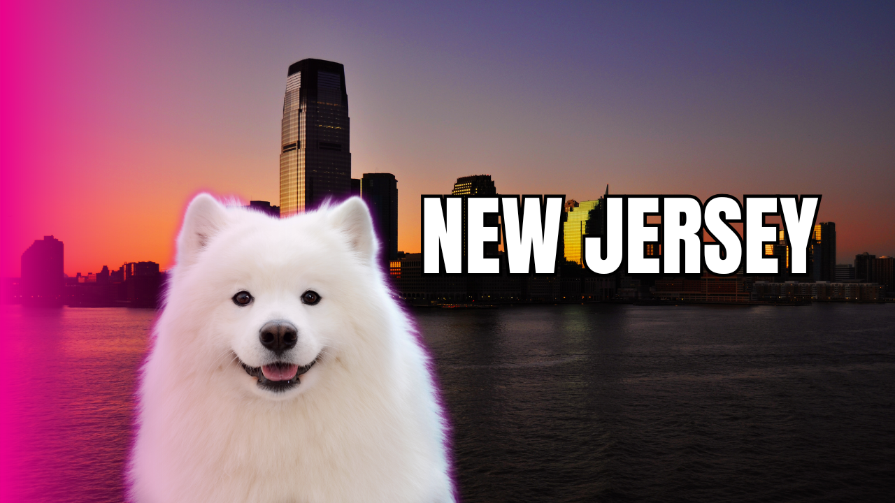 Curso de peluquería canina en New Jersey I Estados Unidos