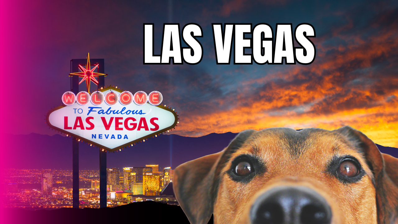 Curso de peluquería canina/en Las Vegas