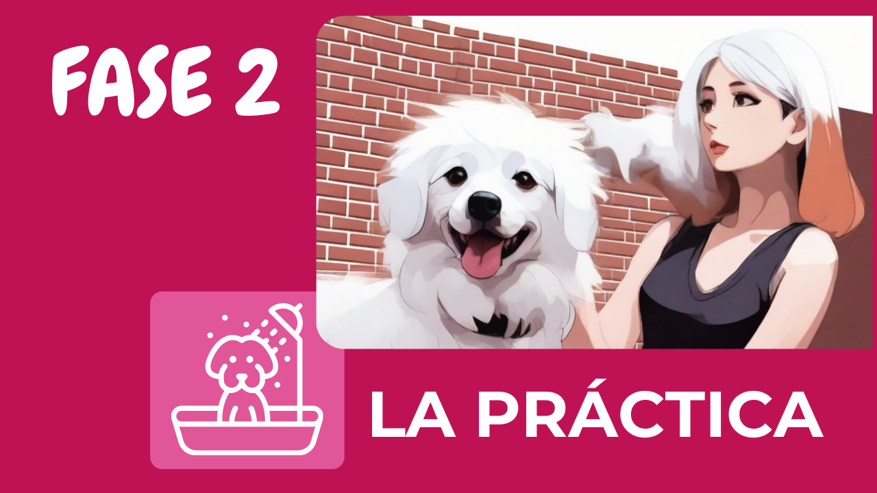 Plan de estudios de pet grooming en Estados Unidos 