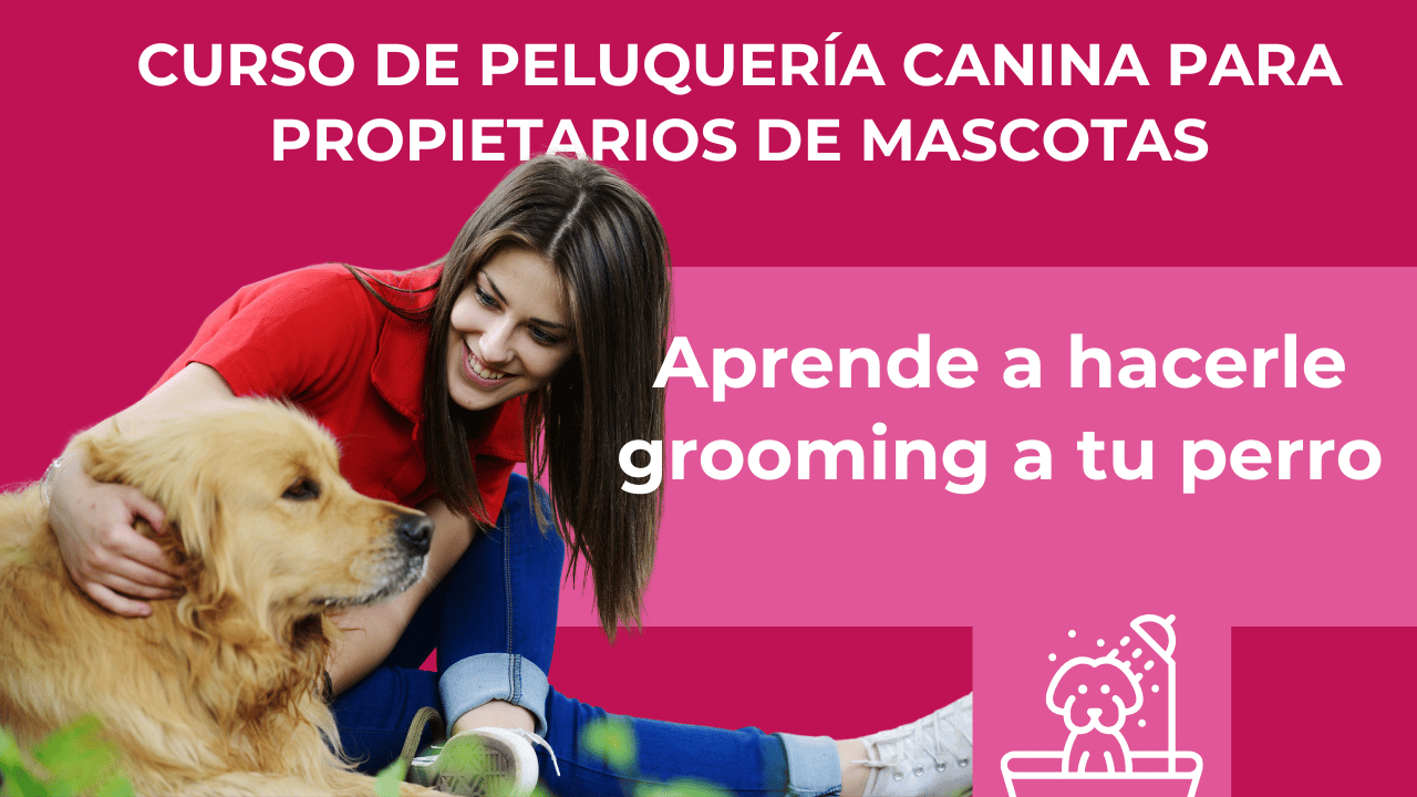 Curso de pet grooming en Estados Unidos