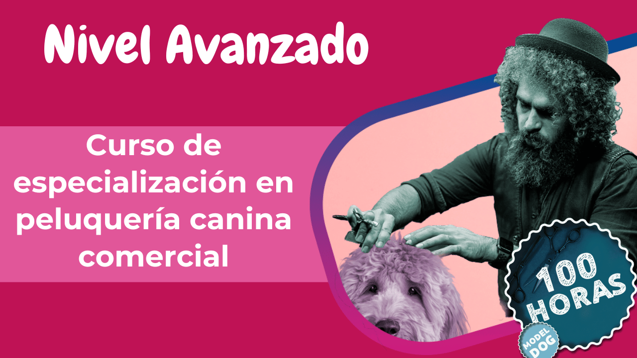 Cursos de peluquería canina en Estados Unidos