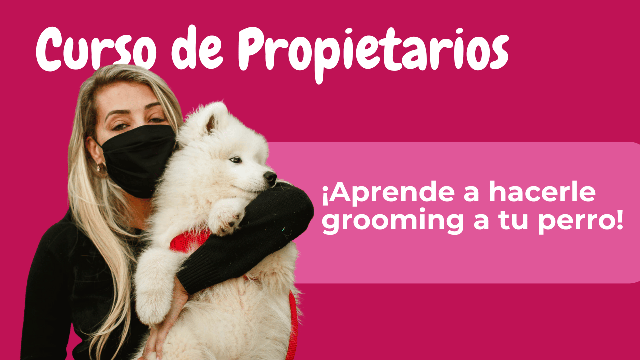 Cursos de peluquería canina en Estados Unidos 