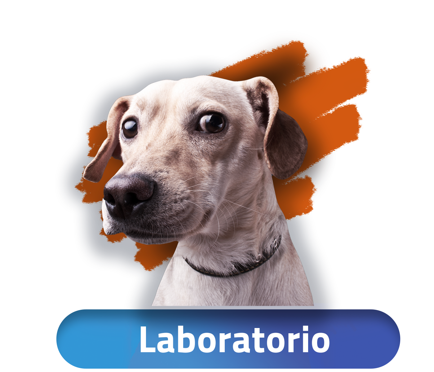 Odoo • Imagen y texto